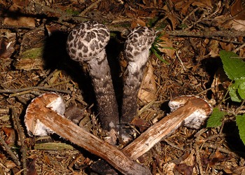 Gemeiner Strubbelkopf  (Strobilomyces strobilaceus) - © Heinz Prelicz